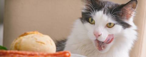 A black-and-white cat sits at a table licking its lips while eyeing a dinner roll and carrots in front of it — a reminder that holiday foods can tempt pets but may not be safe for them.