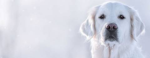White golden retriever facing the camera outdoors, with frost on its whiskers against a soft, snowy background.