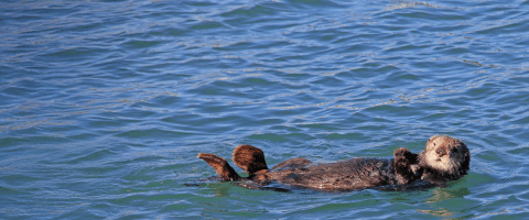 Southern sea otter floating on its back in clear blue ocean water, looking toward the camera.