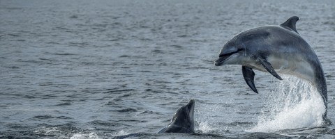 Two bottlenose dolphins in open water, one leaping above the surface