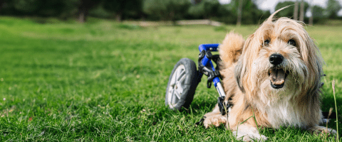 A small, long-haired golden dog lies on a sunny green lawn, mouth open in a joyful expression. A blue adaptive wheelchair is positioned behind the dog, suggesting the animal uses it for mobility assistance.