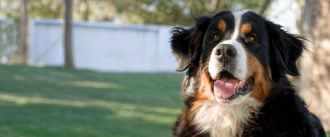 happy Bernese mountain dog in grassy field with fence