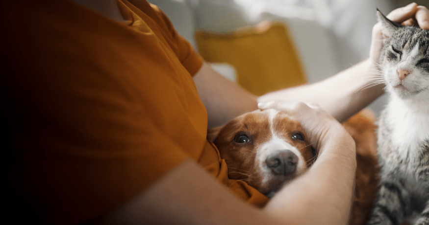 Person gently holding a dog while petting a cat, showing care and comfort for companion animals.