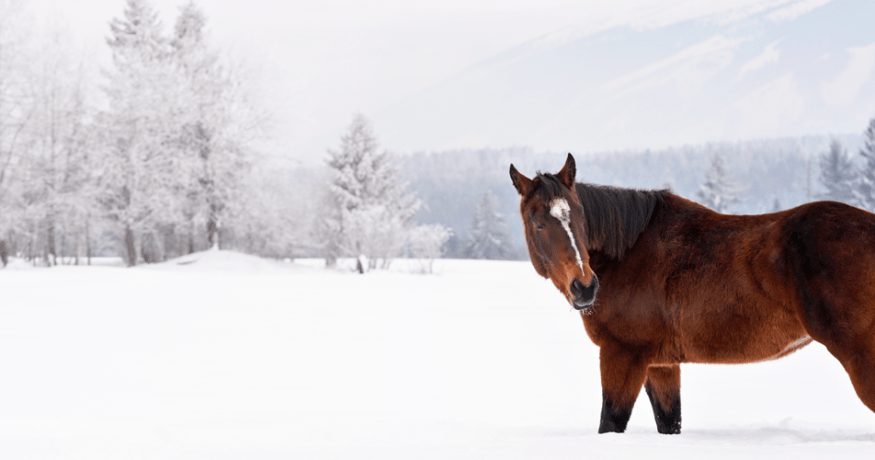 A brown horse standing in a snowy field with frost-covered trees and mountains in the background.