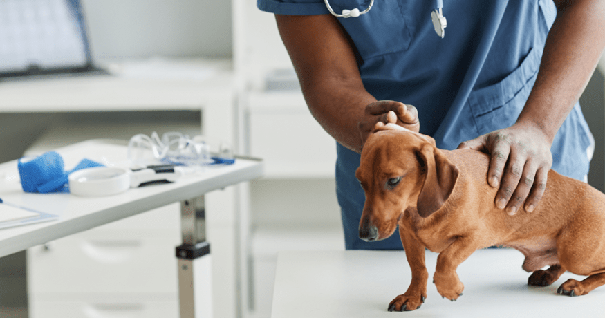 Veterinarian in scrubs examines a small brown dachshund standing on an exam table in a bright veterinary clinic, with medical tools and supplies visible nearby.