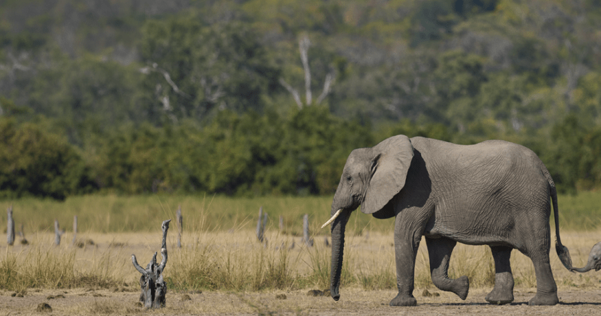 An adult African elephant and calf walking together in a wild landscape — illustrating the elephant health and conservation work supported by Morris Animal Foundation.