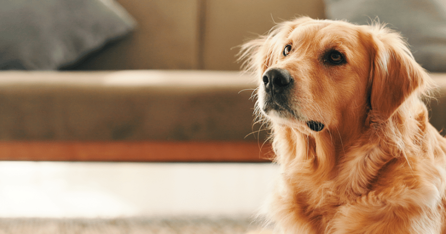 A golden retriever sits attentively on a living room floor, looking upward in soft natural light.