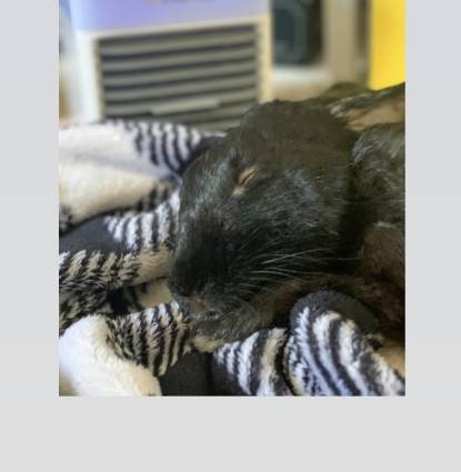 Oreo  Profile Image