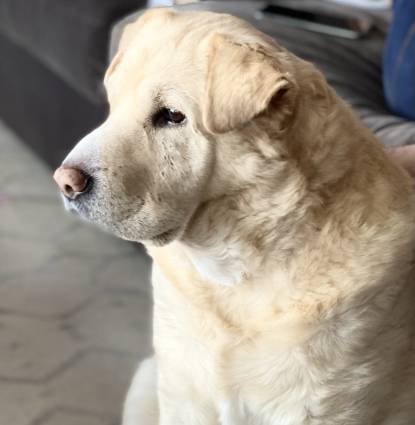 Beau Profile Image