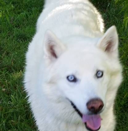 kodi