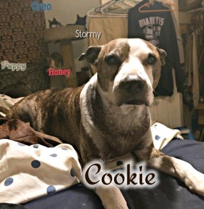 Cookie Monsters Profile Image