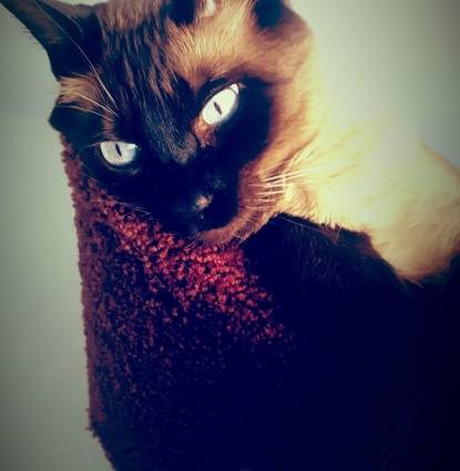 Simon(Cheedie)  Profile Image