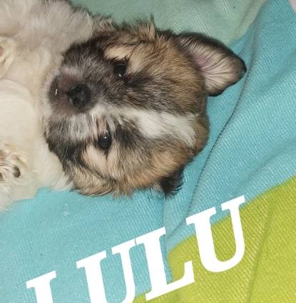 Lulu Bean & Princey Poo Profile Image