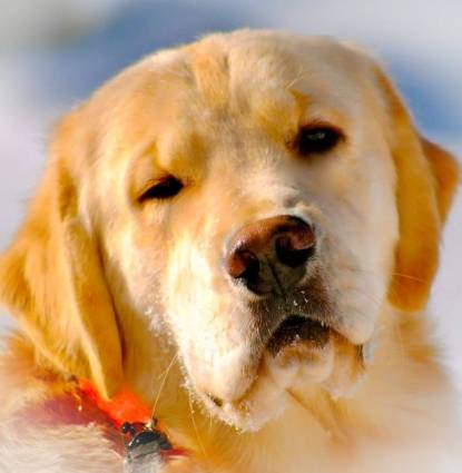 Tyson Profile Image
