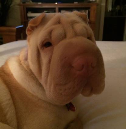 Bella  Profile Image