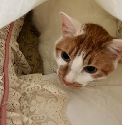 Mr. Buffy hides on the couch!