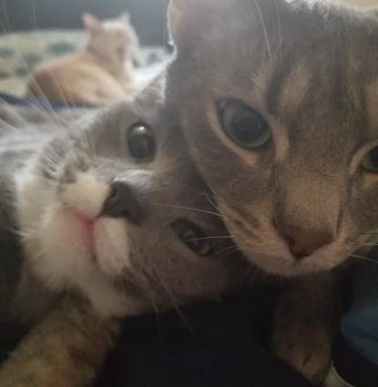 Boopies and Chubbers Profile Image