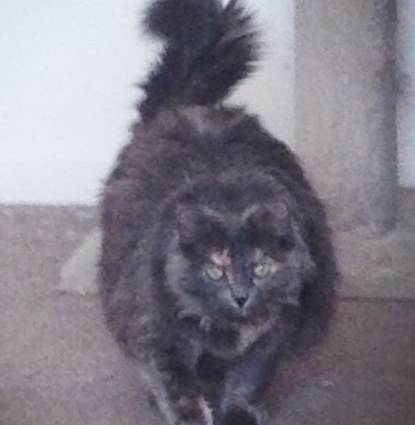 Loulou Profile Image