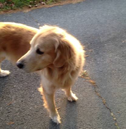 Bailey Profile Image