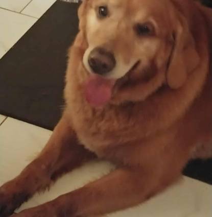 Buddy Profile Image