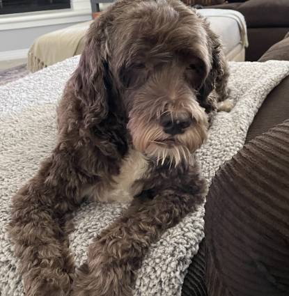 Bosco Profile Image