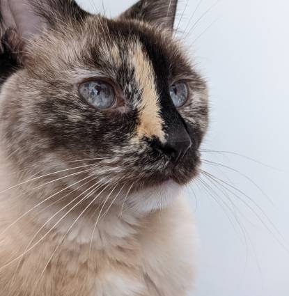Lola Profile Image