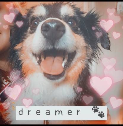 Dreamer 🦴