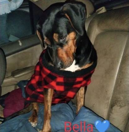 Bella Profile Image