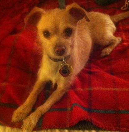 Pippin Underfoot Profile Image