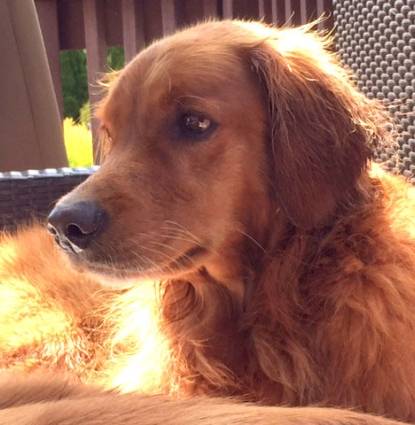 Rusty- Hero 822 Profile Image