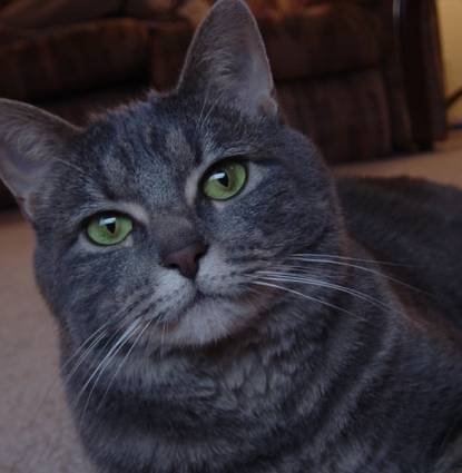 Graycie Profile Image
