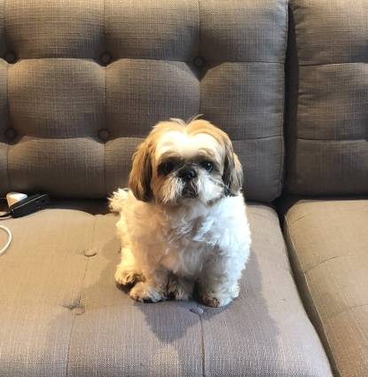 Chewy