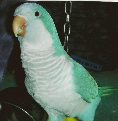Bijou