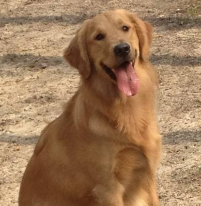 brody