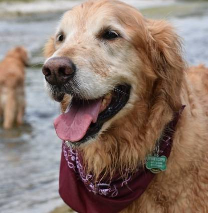 cooper