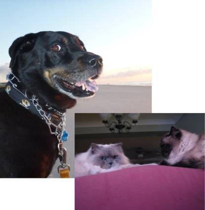 Ellie, Onyx, & Dante Profile Image