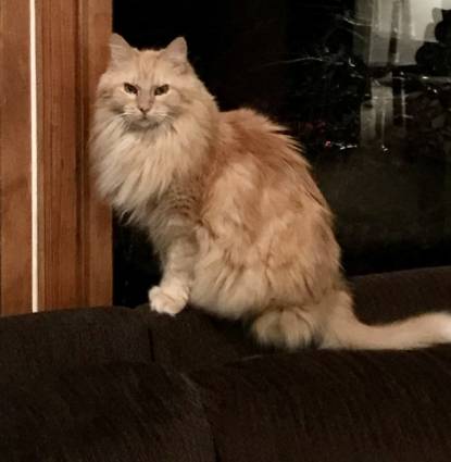Garfield Profile Image