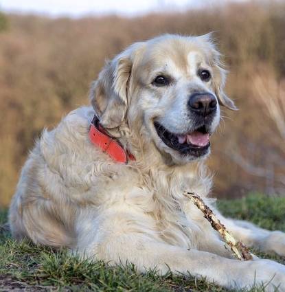 Brinkley Profile Image
