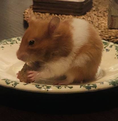 Cookie Profile Image