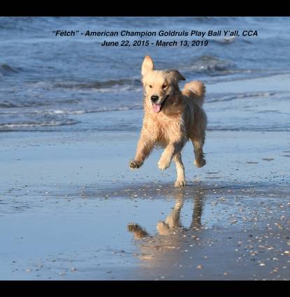 "Fetch" - CH Goldruls Play Ball Y'all, CCA Profile Image