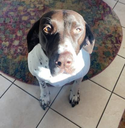 Bailey Profile Image