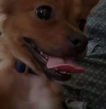Luke (Lucifer) Profile Image