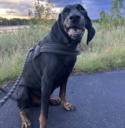 Sirius Black Profile Image