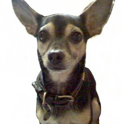 Dingo Profile Image