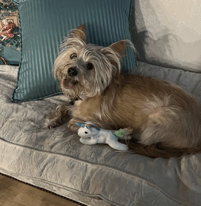 Ollie Profile Image