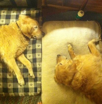 Sunny & Beau