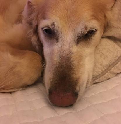 Jolie