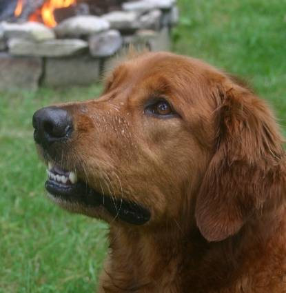 Rockford/Rocky Profile Image