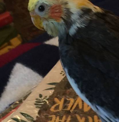 Sweetie Tiel  Profile Image