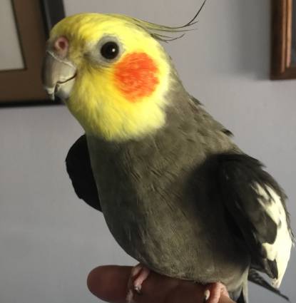 Simon Profile Image